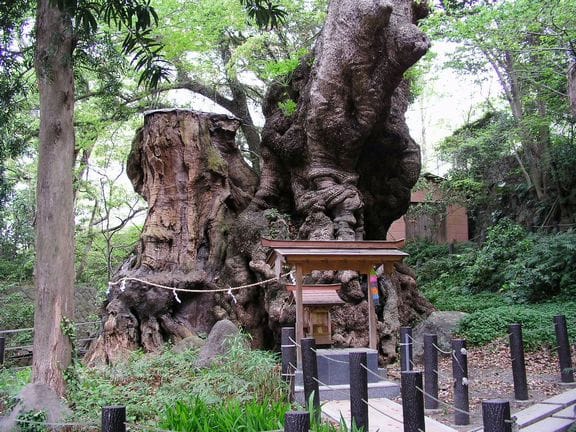 巨樹・巨木に神が宿る Mysterious power dwells in Giant/Big Trees - Just another ...